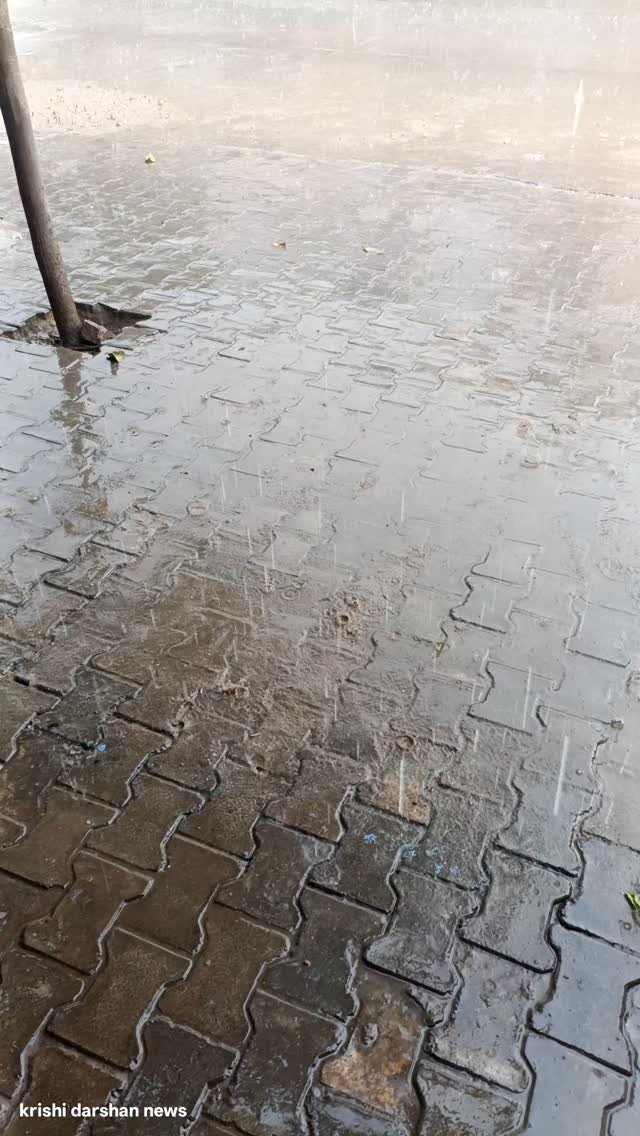 krishidarshanews 게시물 이미지: तेज बारिश के बीच हल्की ओलावृष्टि #virel #short