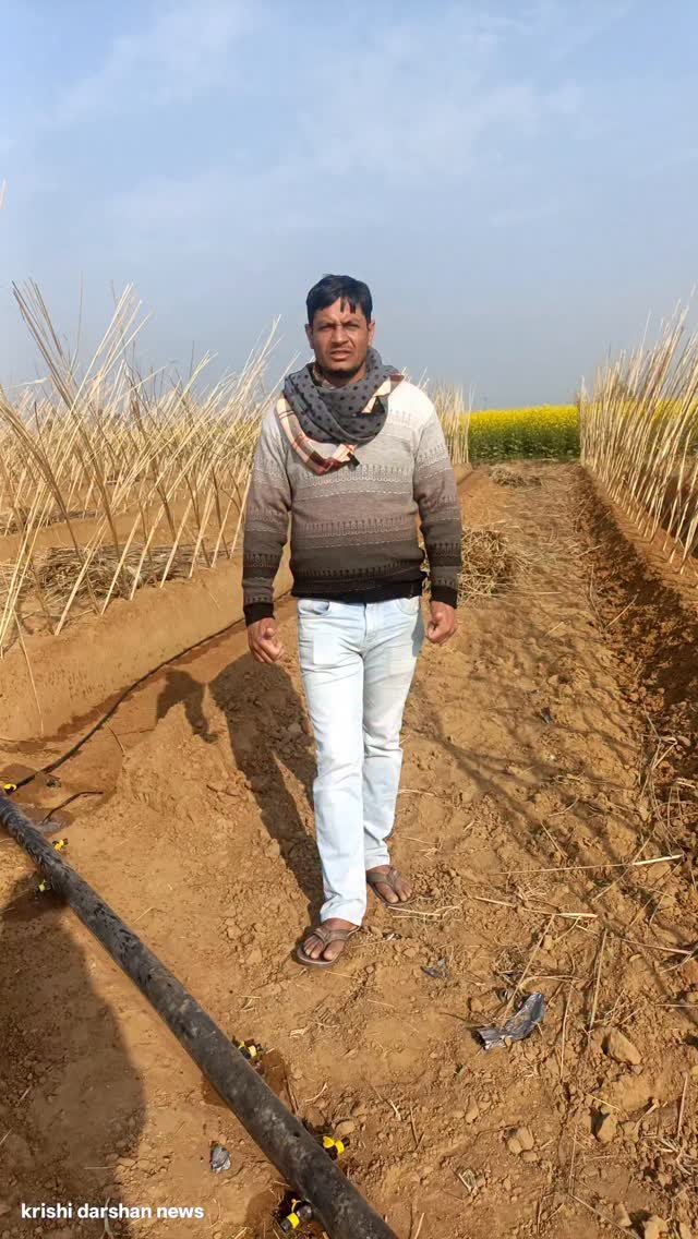 krishidarshanews 게시물 이미지: ख़रबूज़े melon farming की खेती 🧺 #virel #short
