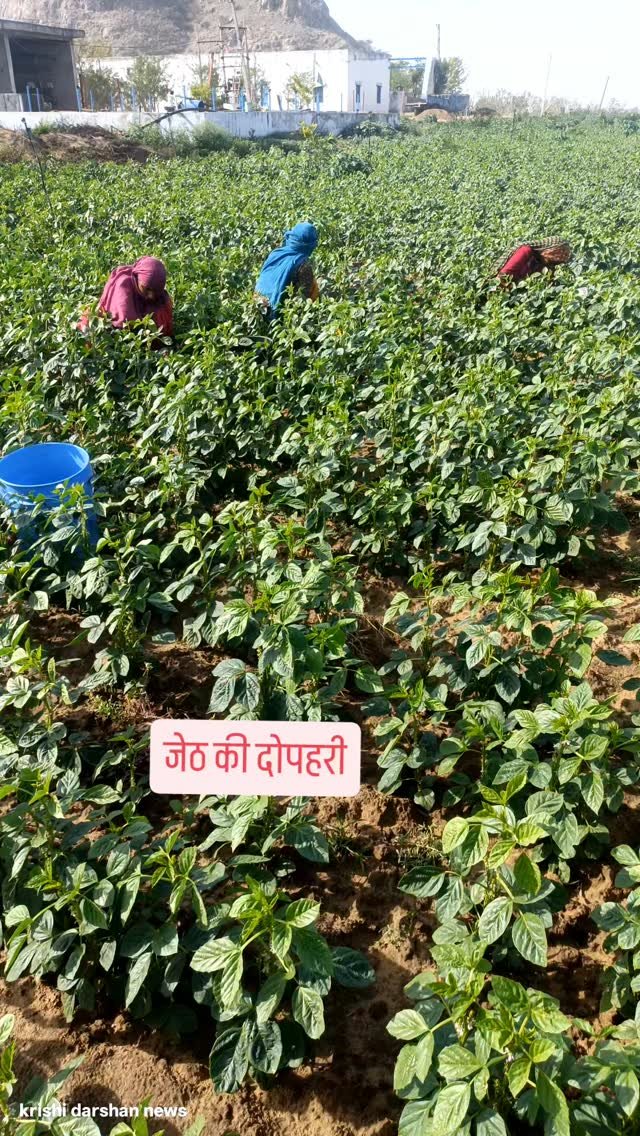 krishidarshanews 게시물 이미지: जेठ की दोपहरी और ग्वार का नलाव #virel #short