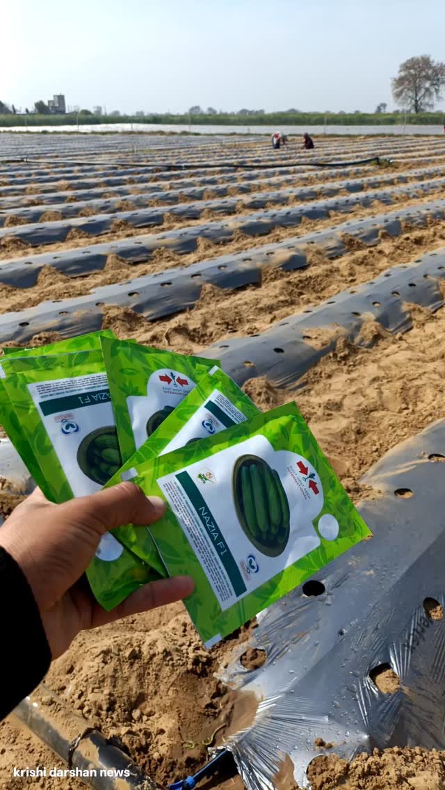 krishidarshanews 게시물 이미지: देशी खीरा 🥒 की बिजाई #virel #short