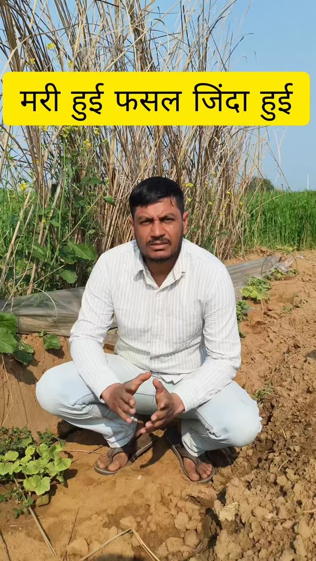 krishidarshanews 게시물 이미지: Kelp O SL का तगड़ा रिजल्ट #virel #short