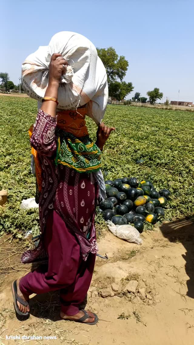 krishidarshanews 게시물 이미지: तरबूज़ की लोडिंग जारी #virel #short