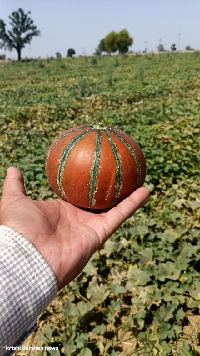 krishidarshanews 게시물 이미지: लाल परी दिल्ली मंडी लोडिंग #virel #short