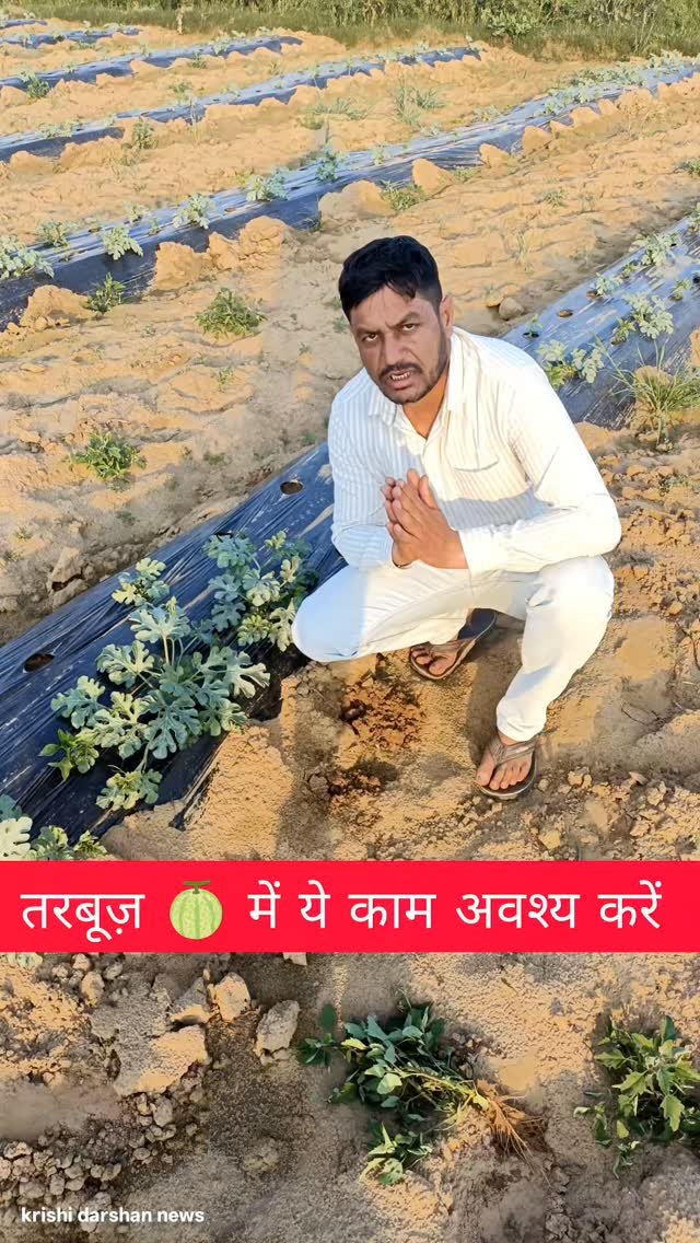 krishidarshanews 게시물 이미지: ये काम अब तरबूज़ 🍈 में अब जरूरी करे! #virel #short