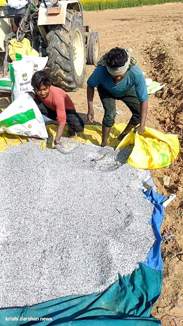 krishidarshanews 게시물 이미지: ख़रबूज़े 🍈 के लिए खाद डाला #virel #short