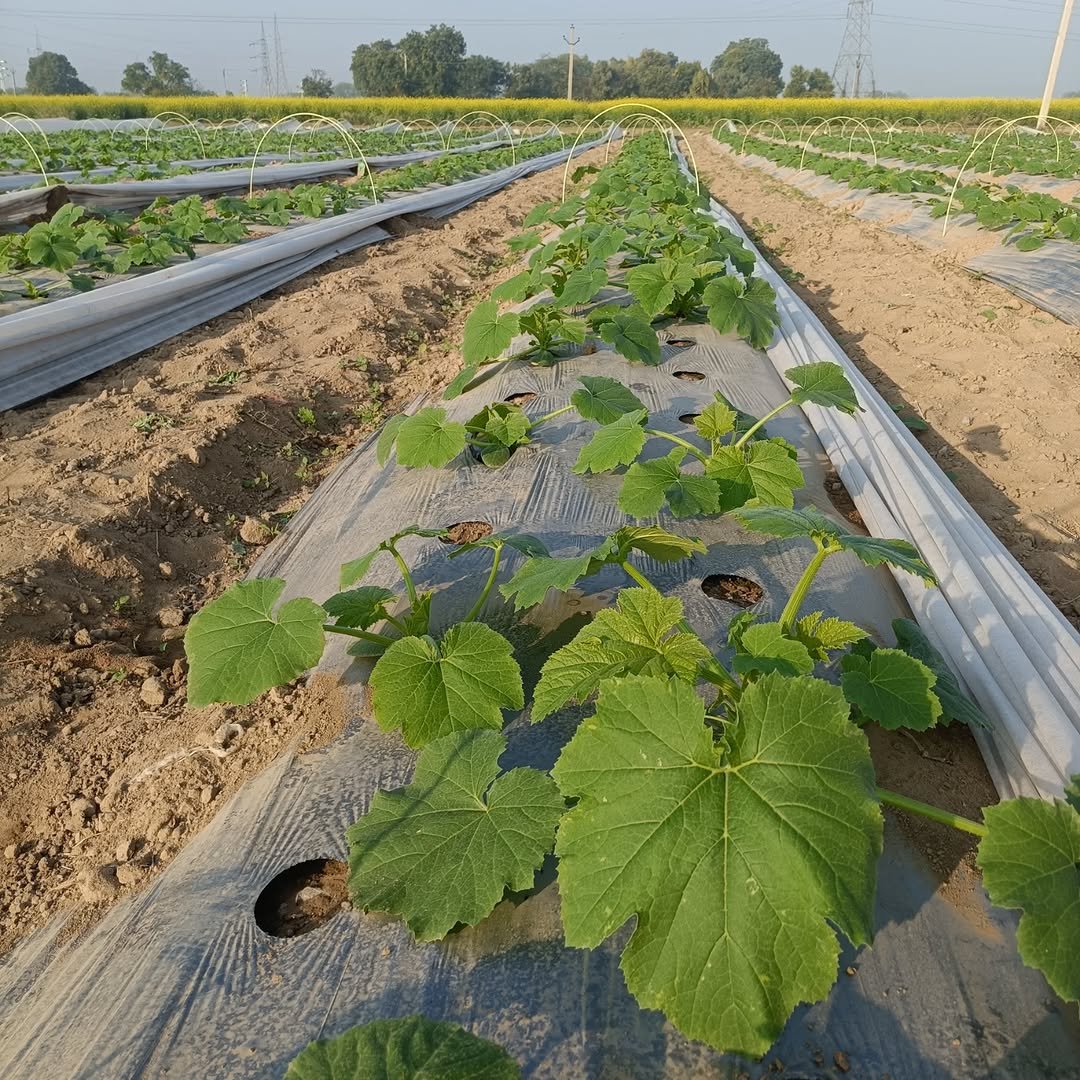 Photo by krishi darshan news on December 22, 2025. May be an image of cantaloupe, gourd and text.