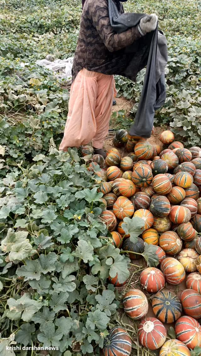 krishidarshanews 게시물 이미지: लाल परी #virel #short