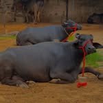 beniwal__dairy__farm_63 프로필 사진