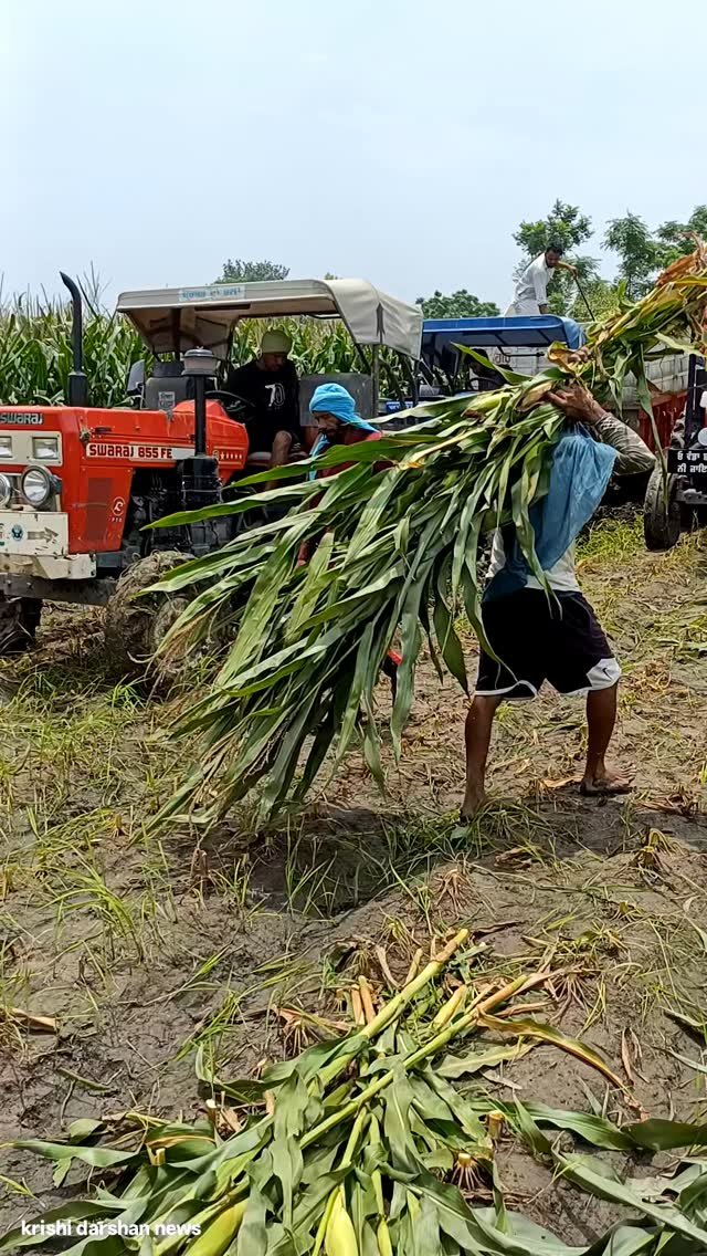 krishidarshanews 게시물 이미지: मक्का 🌽 का आचार #short #virel #farming...