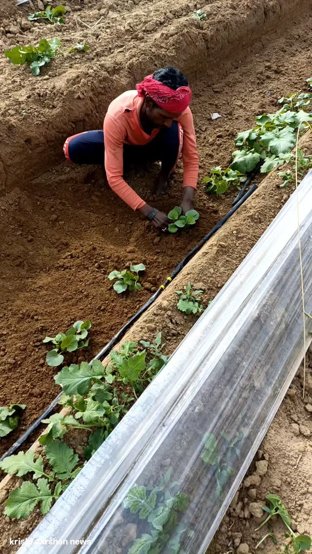 krishidarshanews 게시물 이미지: खरबूजे 🍈 #virel #short