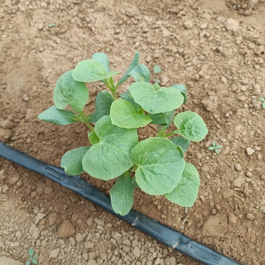Photo by krishi darshan news on January 01, 2026. May be an image of collard greens, watermelon, seedlings, seedling, gourd and text.