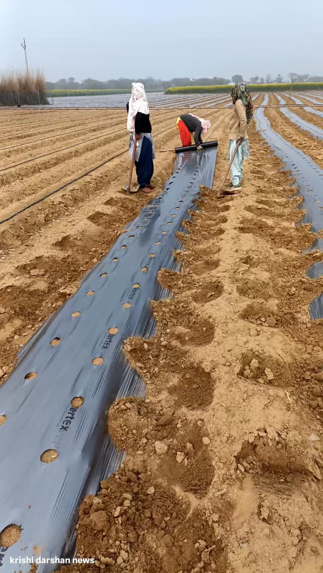 krishidarshanews 게시물 이미지: ड्रिप की बिछाई #virel #short