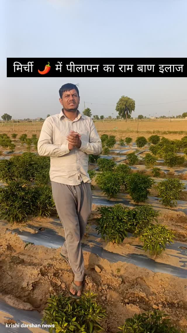 krishidarshanews 게시물 이미지: मिर्ची 🌶️ में पीलापन #virel #short #basferpuls...