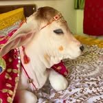 sarpanch__dairy__farm__2 프로필 사진