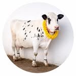 thakur_dairy_farm_14 프로필 사진