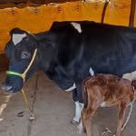 life_of_cow_farm 프로필 사진