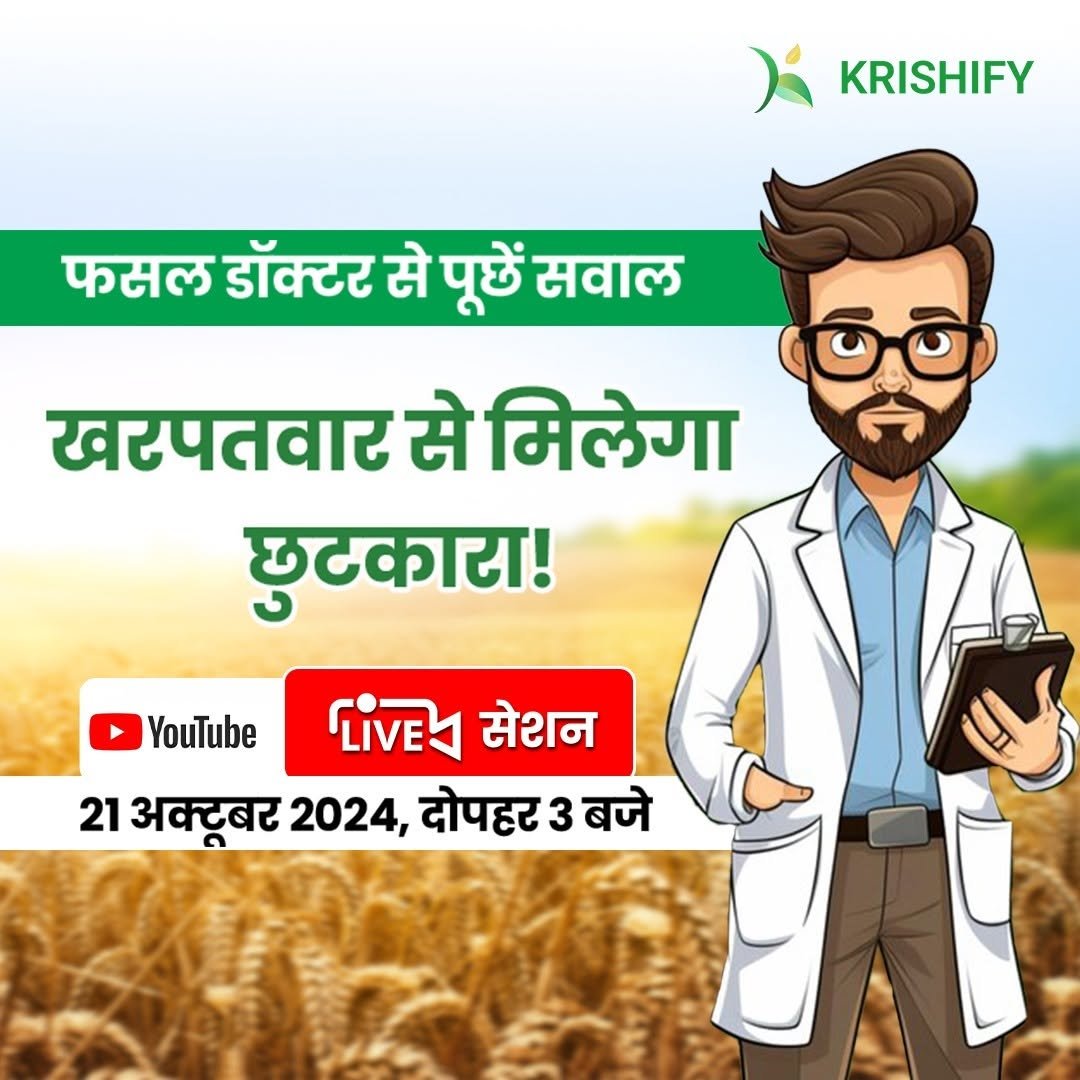 Photo by Krishify on October 21, 2024.