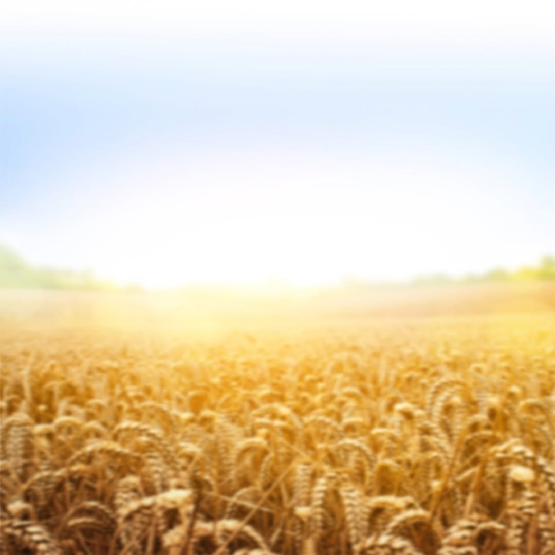 krishifyapp 게시물 이미지: अब आपकी फसल होगी खरपतवार से मुक्त, सवाल करें...