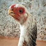 halalemarat 프로필 사진