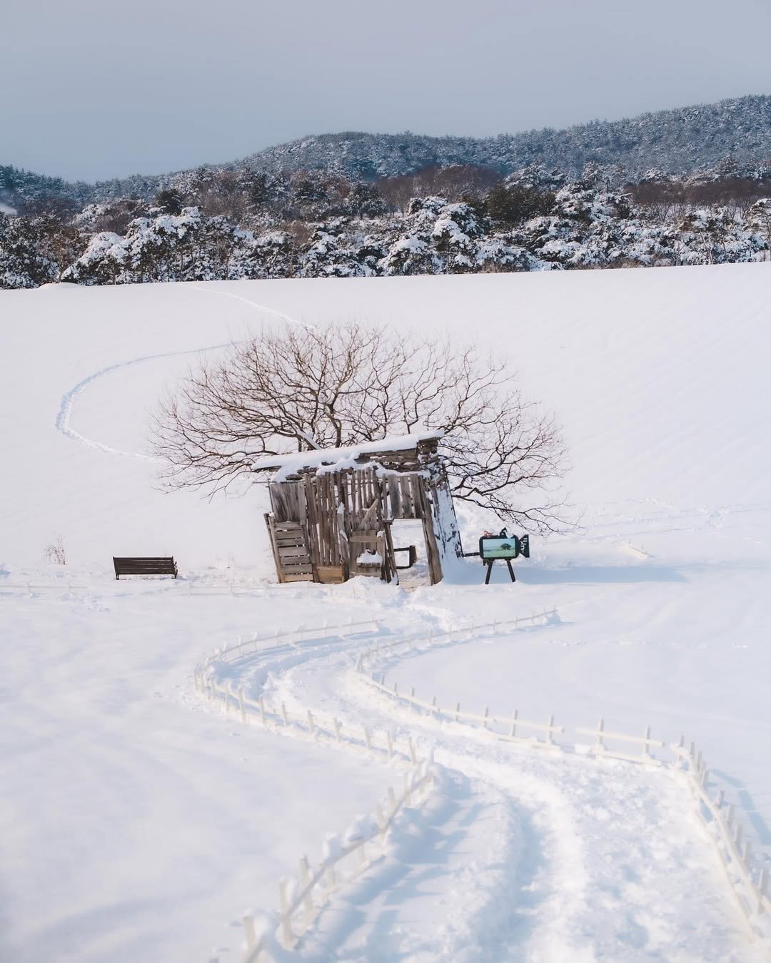 Photo by 대한민국 구석구석 | 국내여행 가이드 on January 03, 2026. May be an image of carriage, wagon, arctic, ski slope, road, snow and text.