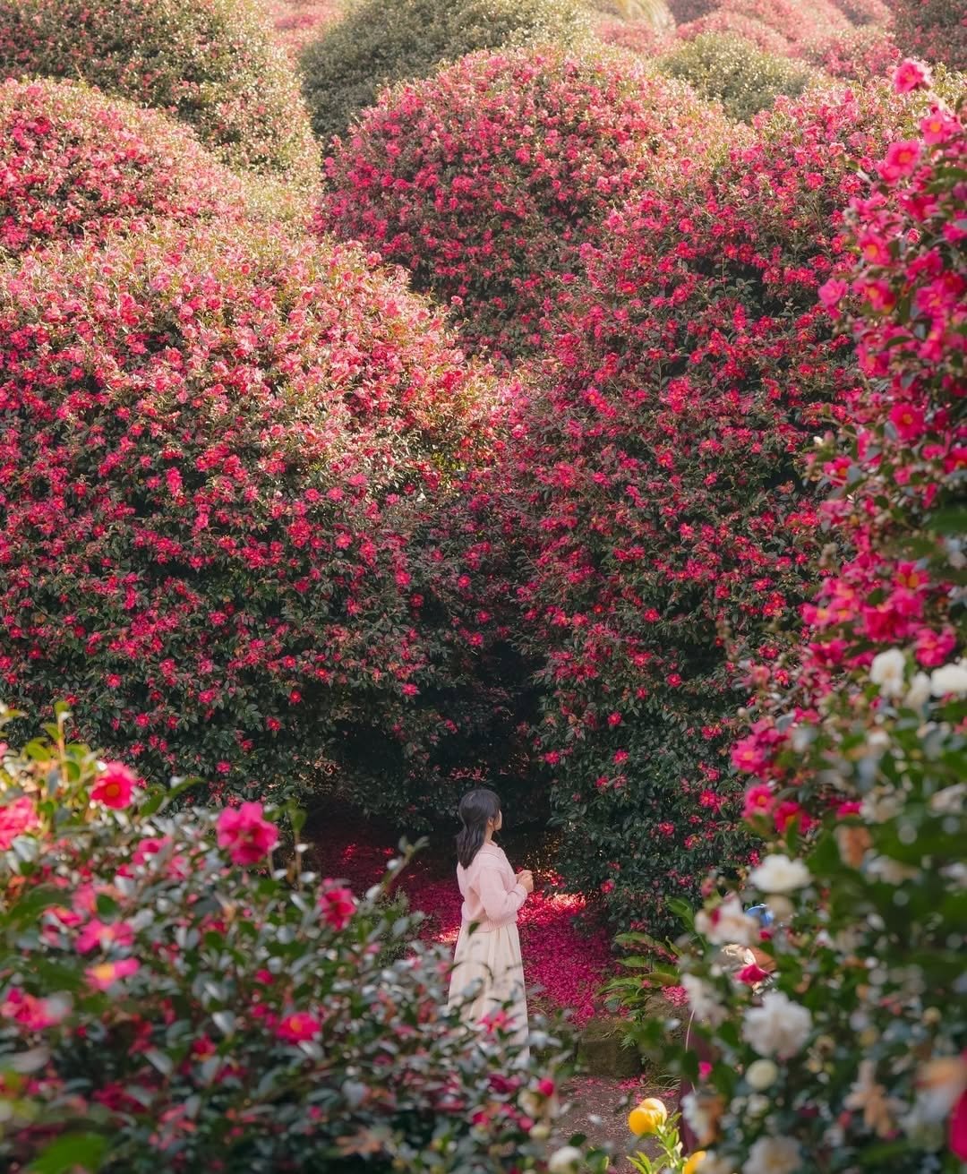 Photo by 대한민국 구석구석 | 국내여행 가이드 on December 01, 2025. May be an image of rose and text.
