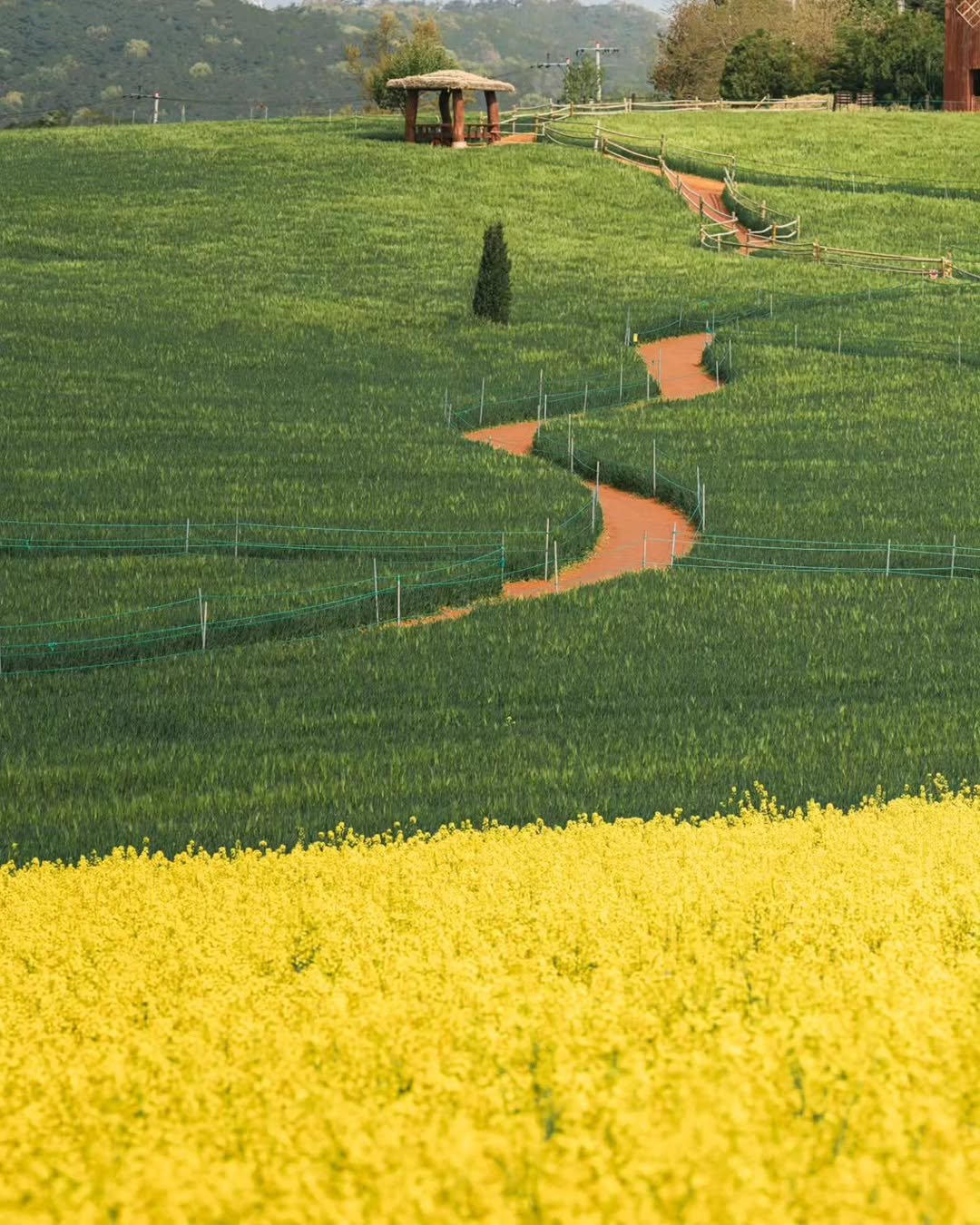 Photo by 대한민국 구석구석 | 국내여행 가이드 on April 13, 2026. May be an image of flower and text.