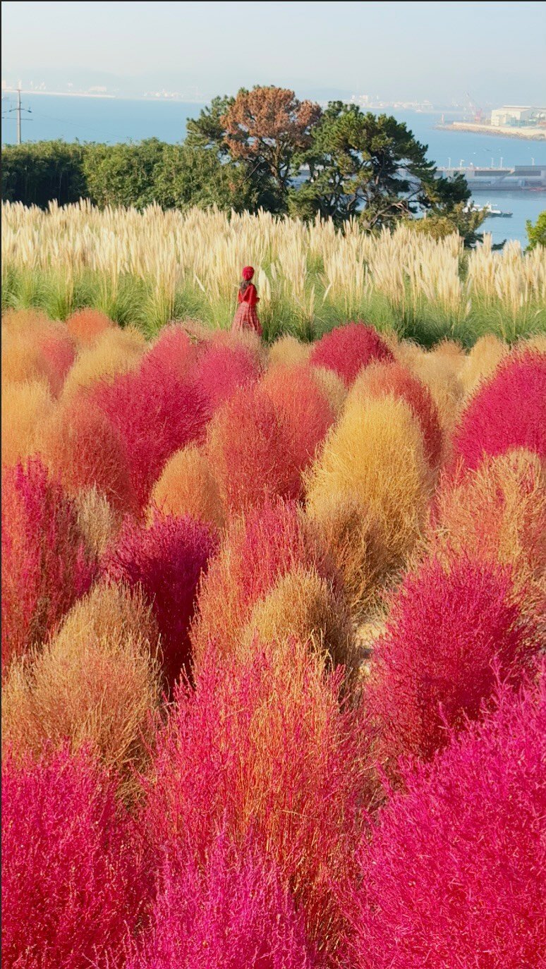 kto9suk9suk 게시물 이미지: 지금 놓치면 내년까지 기다려야 한다고요?!😮

눈 돌릴 틈 없이 풍경과 맛집이...