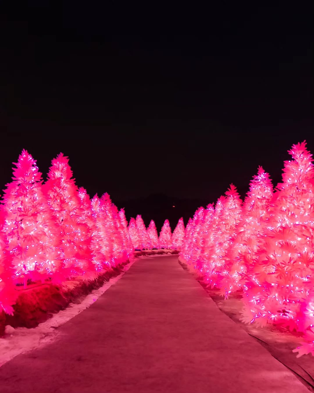 Photo by 대한민국 구석구석 | 국내여행 가이드 on January 14, 2026. May be an image of christmas tree, tinsel, night and text.