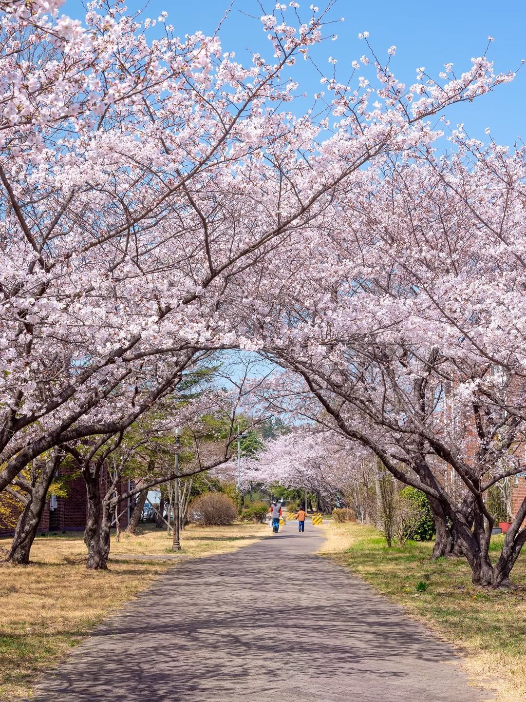 Photo shared by 쿠마스 | 남도여행 포토 크리에이터 on March 27, 2026 tagging @canonkorea. May be an image of stone-fruit tree, outdoors and text.