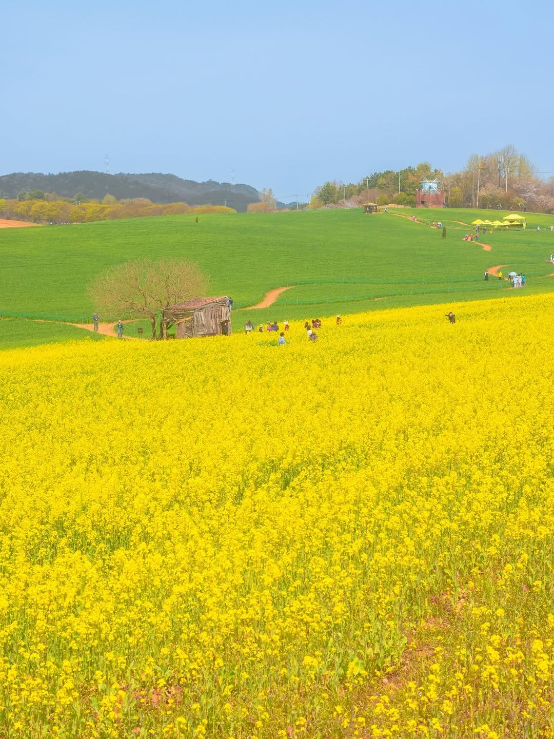 Photo by 쿠마스 | 남도여행 포토 크리에이터 in 고창 청보리밭 학원농장 with @kto9suk9suk, @canonkorea, and @visit_gochang. May be an image of text.