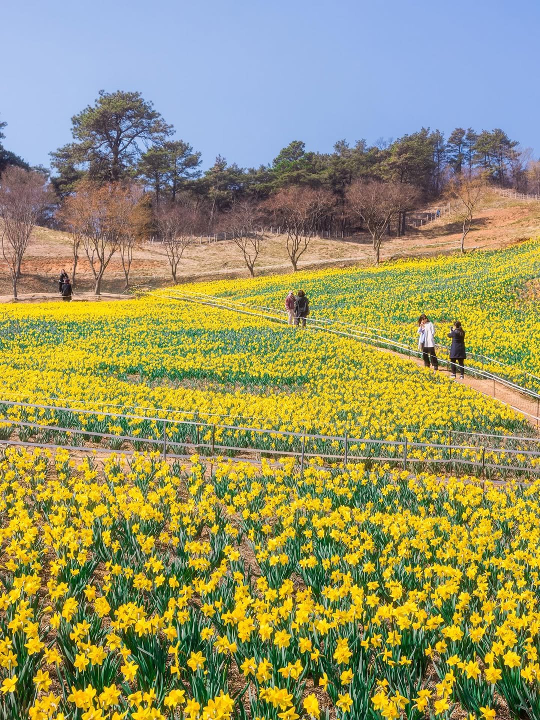 Photo by 쿠마스 | 남도여행 포토 크리에이터 in 전남 구례군 산동면 이평리 133번지 지리산 치즈랜드 with @kto9suk9suk, and @canonkorea. May be an image of daffodil, yellow iris and text.