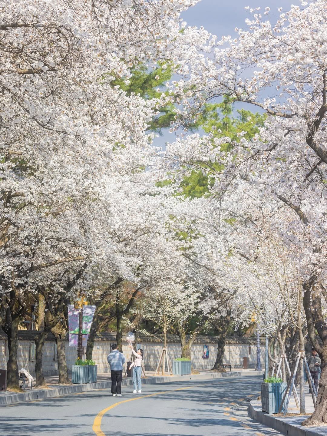 Photo shared by 쿠마스 | 남도여행 포토 크리에이터 on March 26, 2026 tagging @kto9suk9suk, and @canonkorea. May be an image of stone-fruit tree, park and text.