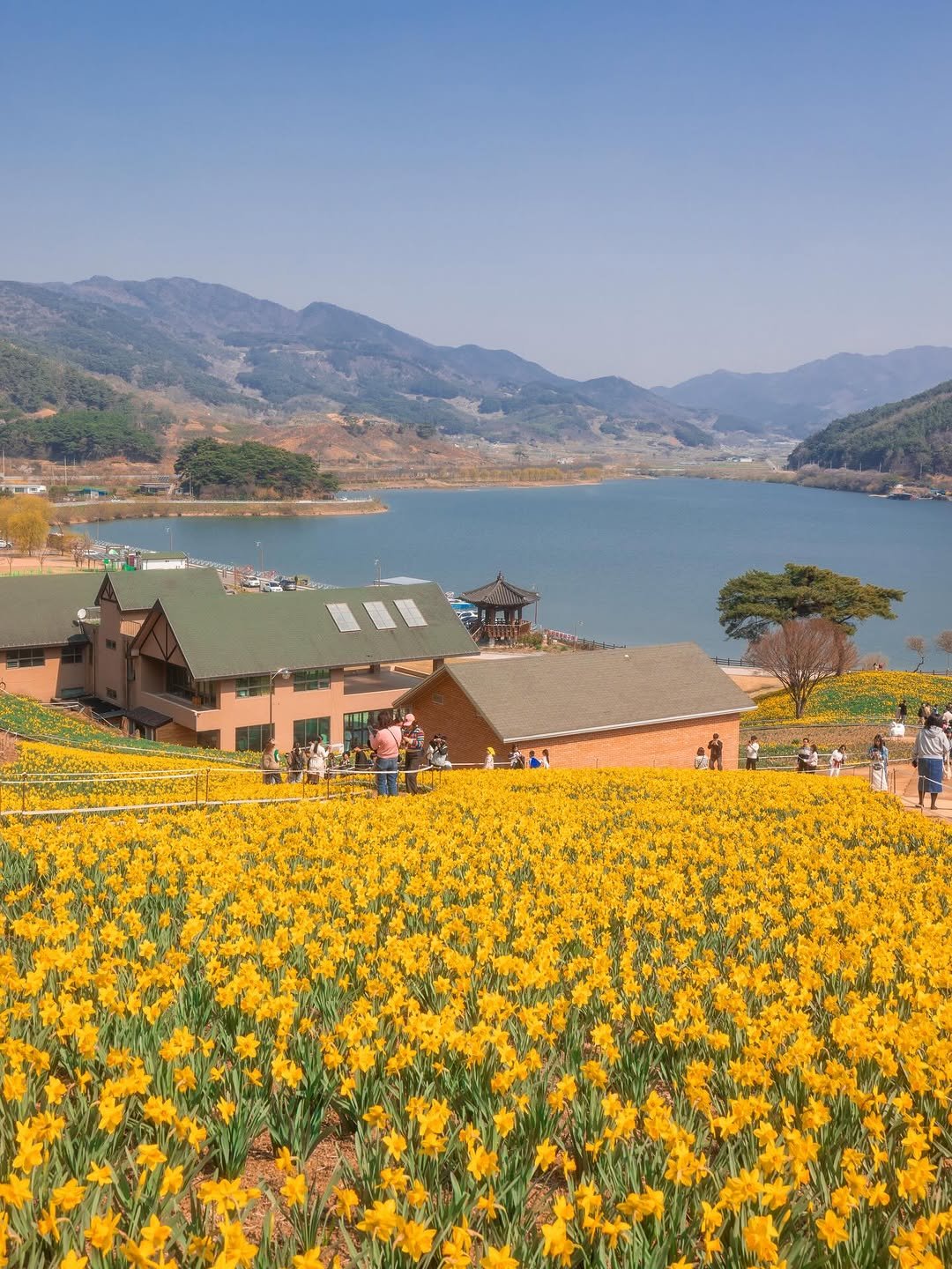 Photo by 쿠마스 | 남도여행 포토 크리에이터 in 전남 구례군 산동면 이평리 133번지 지리산 치즈랜드 with @kto9suk9suk, and @canonkorea. May be an image of flower and text.