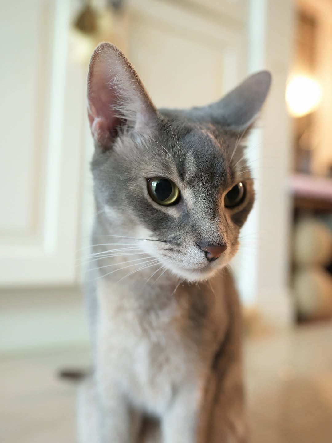 Photo by KUN on April 27, 2026. May be an image of Abyssinian cat, kitten and text.