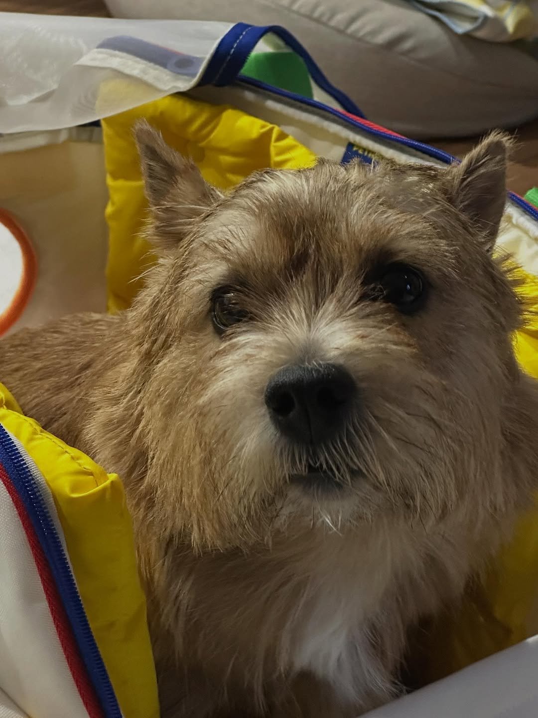 Photo by 권라떼🤎 on October 31, 2025. May be an image of Norwich terrier and text.