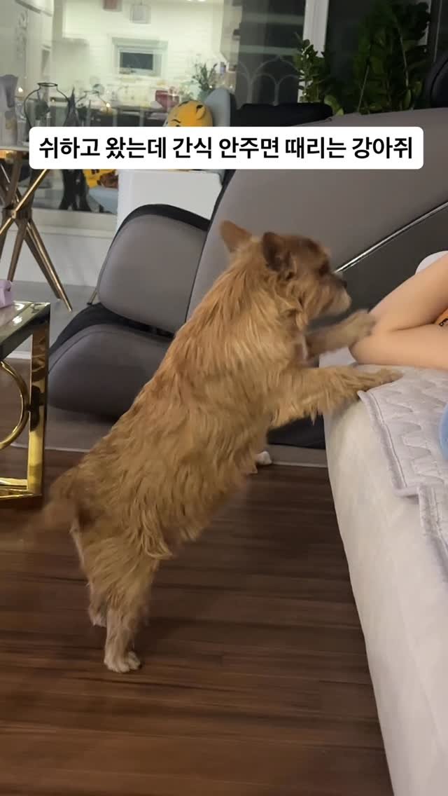 kwon.latte_ 게시물 이미지: 아퍼 이좌식아...😩

어릴때부터 배변 패드에 이쁘게 쉬야 하면
폭풍칭찬과 간식을...