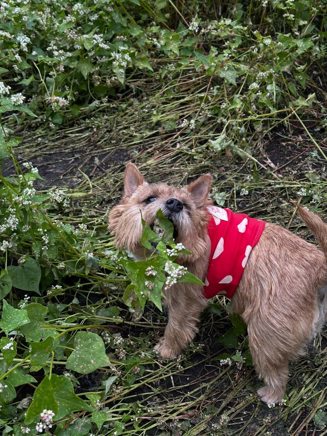 Photo by 권라떼🤎 on November 20, 2025. May be an image of Norwich terrier and text.