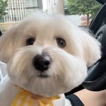 kkuma_coton 프로필 사진