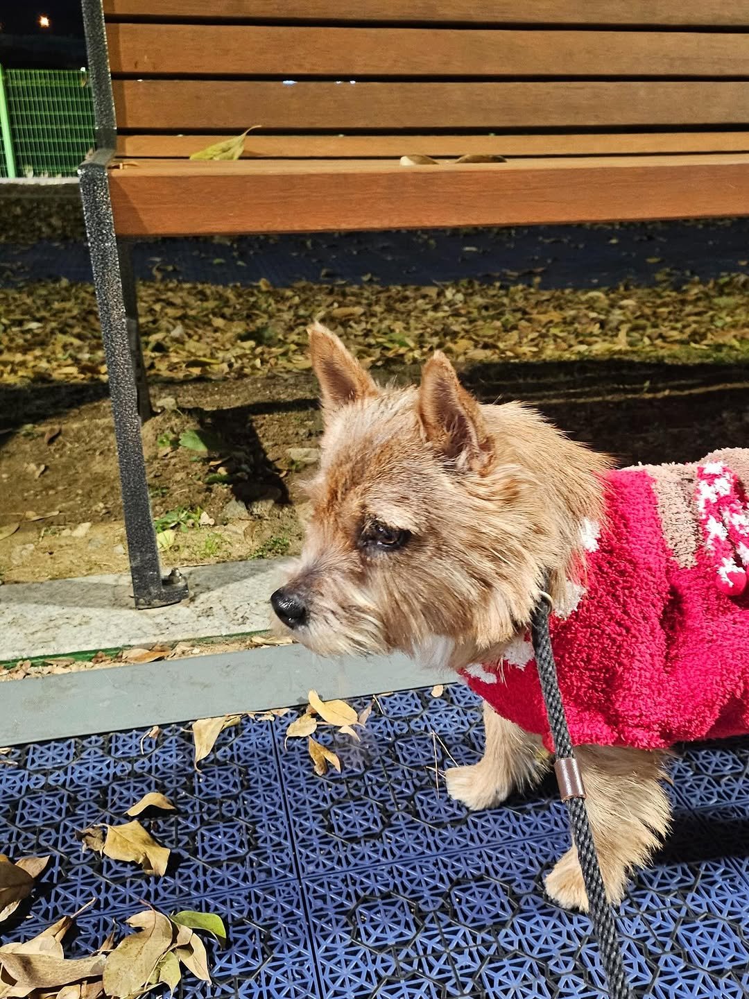 Photo by 권라떼🤎 on November 22, 2025. May be an image of Norwich terrier and text.