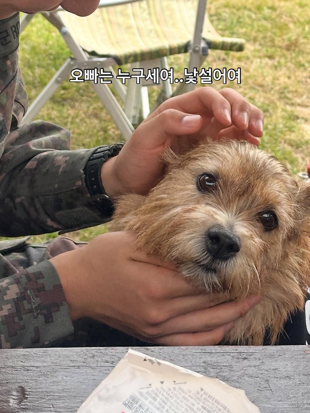 Photo by 권라떼🤎 on October 29, 2025. May be an image of Norwich terrier and text.