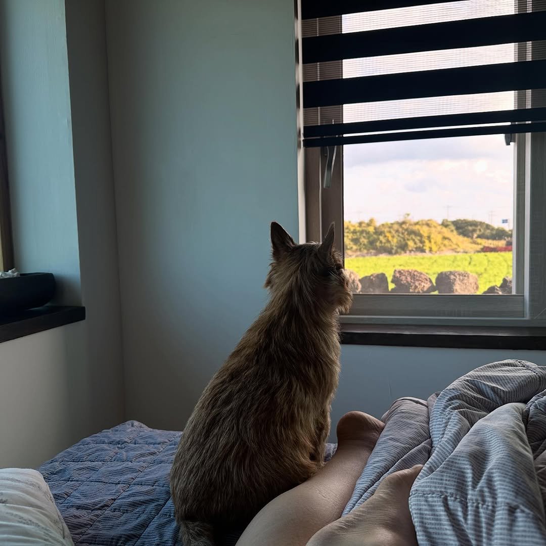 Photo by 권라떼🤎 on November 20, 2025. May be an image of Abyssinian cat, tortoiseshell cat, Norwich terrier, kitten, bed, bedroom and text.