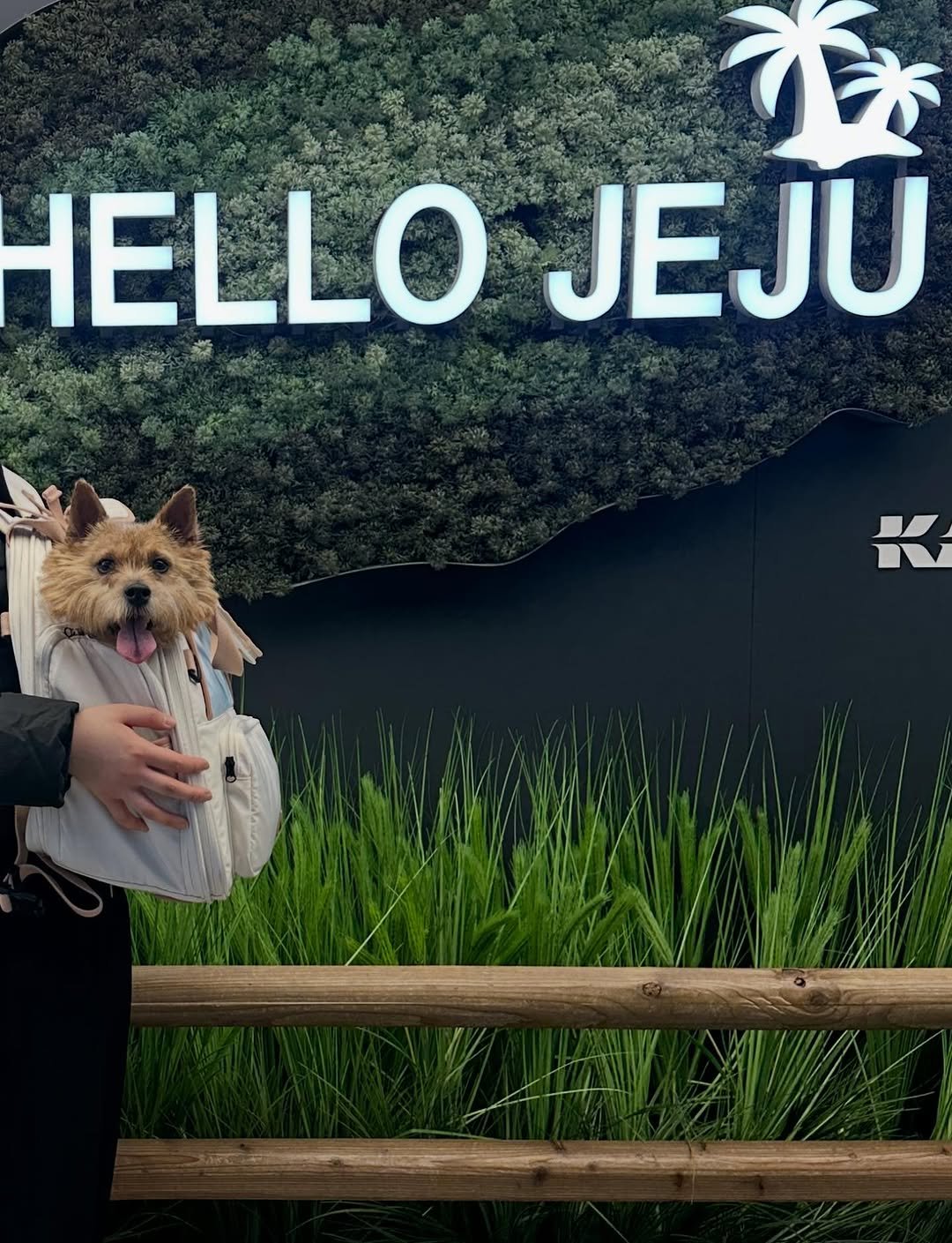 Photo by 권라떼🤎 on November 19, 2025. May be an image of Norwich terrier and text that says '養 HELLO JEJU Κ'.