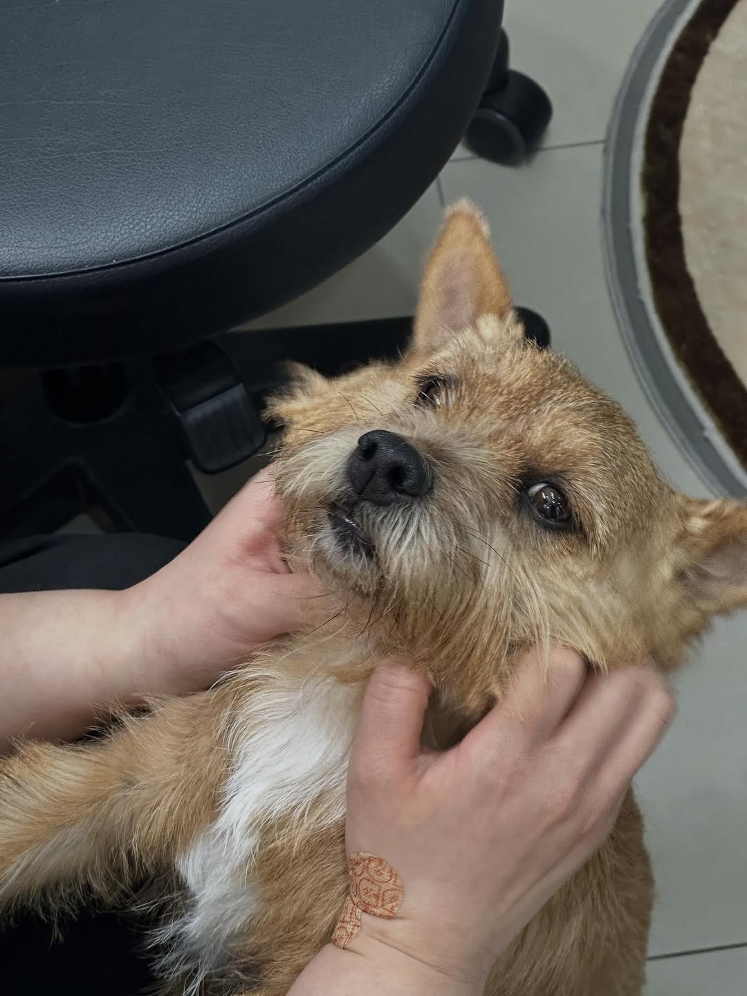 Photo by 권라떼🤎 on November 28, 2025. May be an image of Norwich terrier, acupuncture and text.