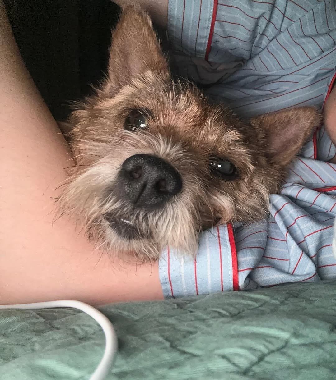 Photo by 권라떼🤎 on November 24, 2025. May be an image of Norwich terrier and text.