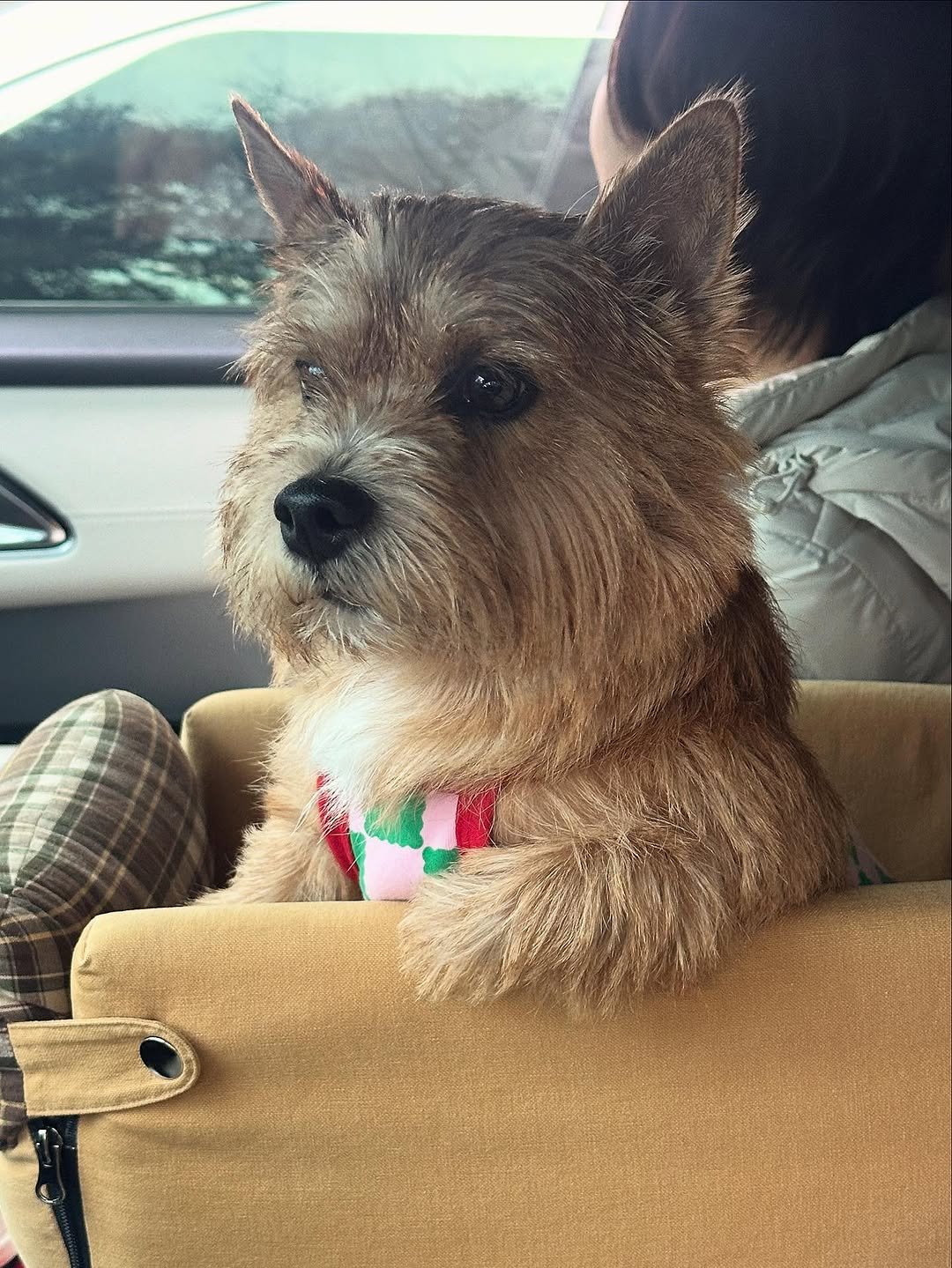 Photo by 권라떼🤎 on October 22, 2025. May be an image of Norwich terrier and text.