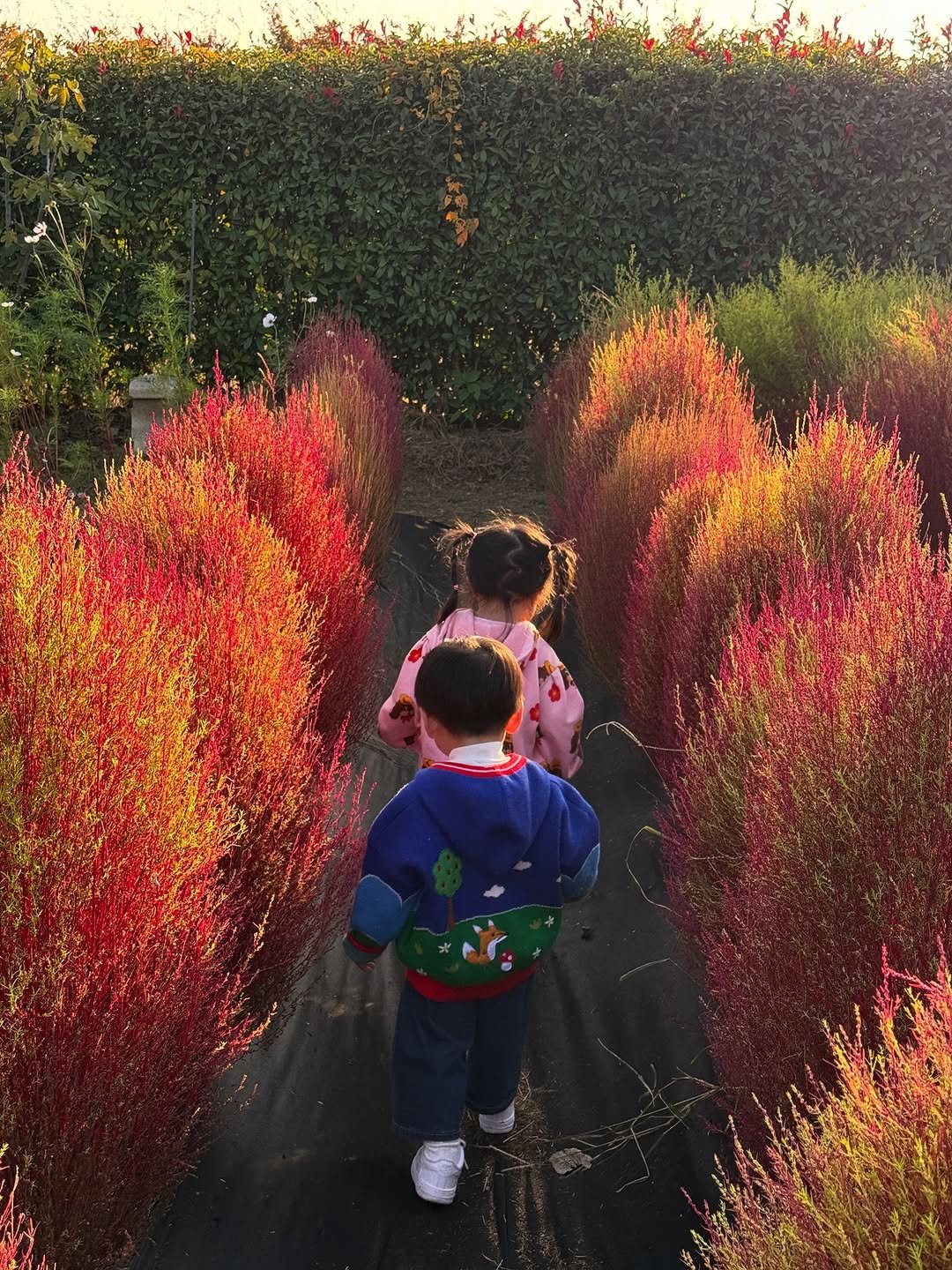 Photo shared by 권슈나 on November 09, 2025 tagging @sionnnnn_n. May be an image of globe amaranth and text.