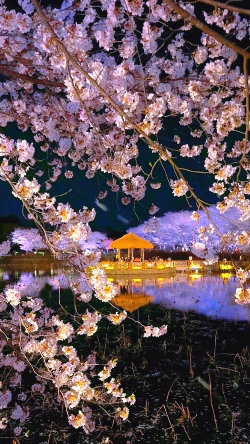 kyu.travel 게시물 이미지: 사람들은 낮에 오지만 진짜는 밤입니다🌸

조명이 켜지면
벚꽃이 물 위에 그대로...