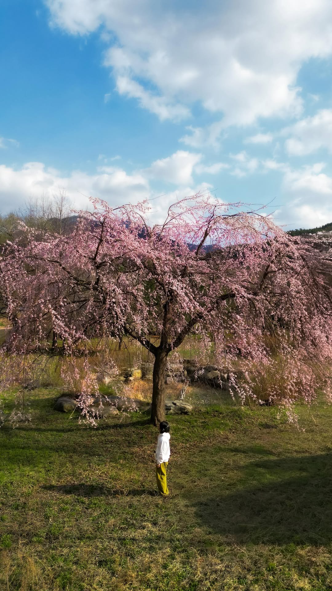kyu.travel 게시물 이미지: 사람들이 아직 모르는 벚꽃 스팟🌸

이렇게 큰 수양벚꽃 한그루가 있습니다 🌸

보통...