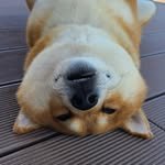 kyum_stagram_ 인스타그램 프로필 사진