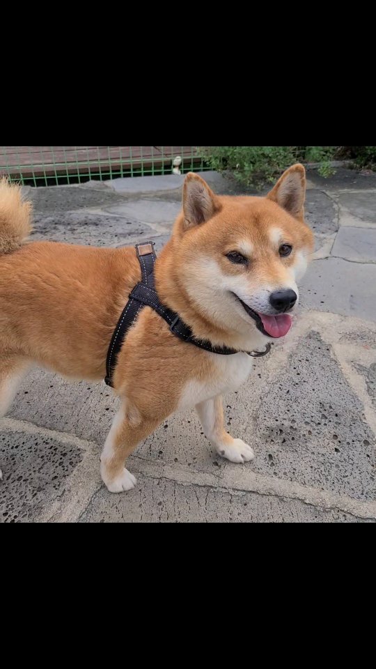 kyum_stagram_ 게시물 이미지: 주인아 마실다녀오마~

#시바스타그램 #반려견그램 #개스타그램 #시바견 #반려견...